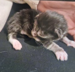 My cat had kittens   pictures included.