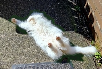 Carry On Catting - the Excellent Cats do what they do best