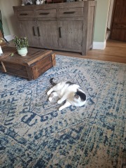 Carry On Catting - the Excellent Cats do what they do best