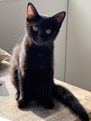 Who wants to wait whilst my kittens are born!