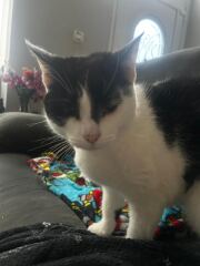 Carry On Catting - the Excellent Cats do what they do best