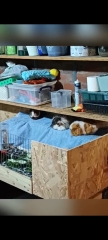 Rabbits or Guinea pigs