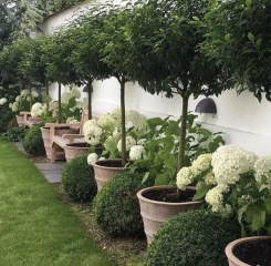 Planting underneath Portuguese Laurel Standard trees