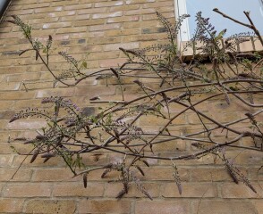 My wisteria has flowers coming!!!