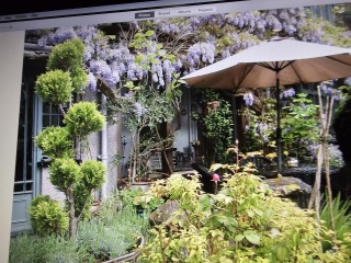 How's your wisteria doing? Or what are you proud of in the garden today?