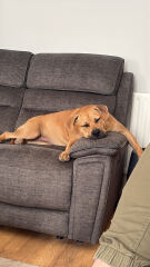 Anyone else haunted by how their previous dog died and panic with their new dog…