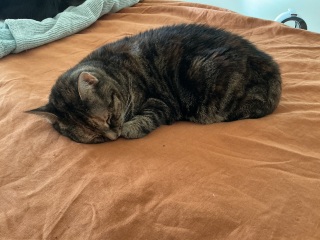 Carry On Catting - the Excellent Cats do what they do best