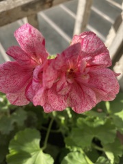 Year Round Nigel Slater discussion thread - Part 4