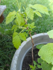 Possibly dim container gardening question