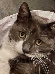What has your cat done to annoy you today?