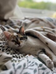New tiny kitten