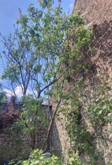 Pruning an overgrown lilac tree