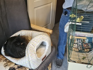 Carry On Catting - the Excellent Cats do what they do best