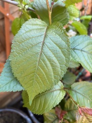 What have you done in the garden today? Part 8