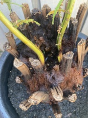Dicksonia Antartica - does this look ok?