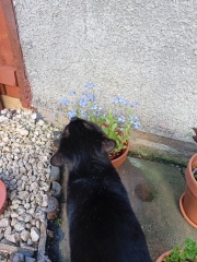 Tribute to my late cats: Forget me Nots