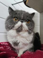 Pampered, Persian, Princess Penelope