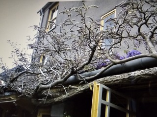 How's your wisteria doing? Or what are you proud of in the garden today?