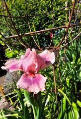 How's your wisteria doing? Or what are you proud of in the garden today?