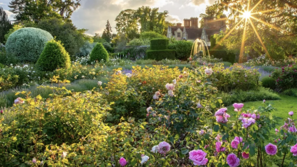 AIBU to rip out a beautiful garden in potential house?