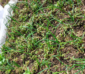 What have you done in the garden today? Part 8