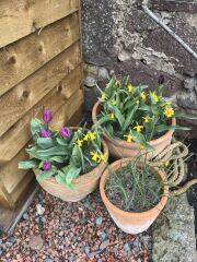 Tulip bulbs - plant BEFORE or AFTER the first frost?