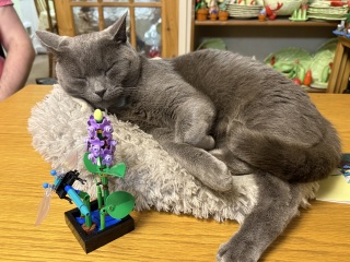 Carry On Catting - the Excellent Cats do what they do best