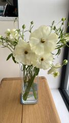 Do you think I’d manage to take these flowers four hours on a train?