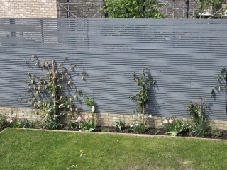 Help a novice - pruning, climbers, vegetables for a small London garden