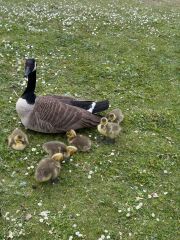 MAFSAUS #16 No Spoilers!!! Bring your bird photos and paintings as the onscreen drama is losing its’ appeal…