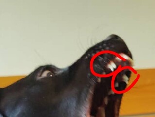 Retained puppy teeth