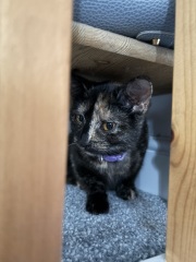 New kitten has hazy eyes and visible third eyelids