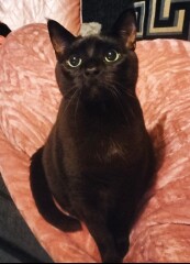 Helping a grieving cat adjust after loss?
