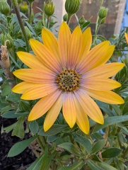 What have you done in the garden today? Part 8