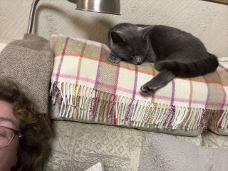 Carry On Catting - the Excellent Cats do what they do best