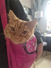 Happy 3rd birthday to Orange brainless cat!