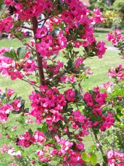 Please help me find my perfect hedge.