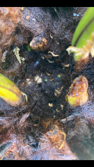 Dicksonia Antartica - does this look ok?
