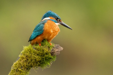 MAFSAUS #16 No Spoilers!!! Bring your bird photos and paintings as the onscreen drama is losing its’ appeal…