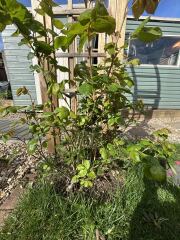 Training / pruning climbing rose