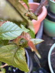 What have you done in the garden today? Part 8