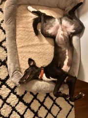 Anyone else haunted by how their previous dog died and panic with their new dog…