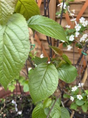 What have you done in the garden today? Part 8