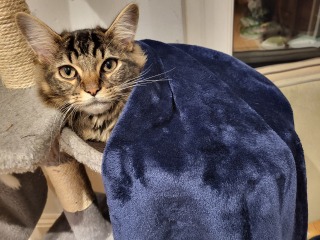 Kitten, 16 weeks, never meowed