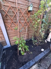 What have you done in the garden today? Part 8