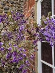 How's your wisteria doing? Or what are you proud of in the garden today?