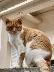 Is there still tonnes of cats in Greece
