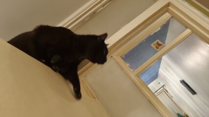 Carry On Catting - the Excellent Cats do what they do best