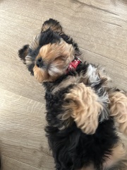 Is there a new puppy survival thread?