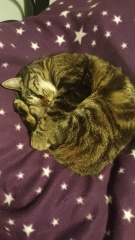 What has your cat done to annoy you today?